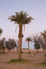 Fototapeta na wymiar Palmtree in central desert of Oman