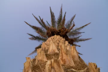 Fotobehang Palmtree in central desert of Oman © AGAMI
