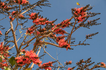 Beautiful Bastard Teak flower in blue sky background.(Butea monosperma)Common names include flame-of-the-forest,parrot tree or palash flower.
