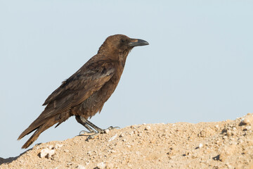 Bruinnekraaf, Brown-necked Raven, Corvus ruficollis