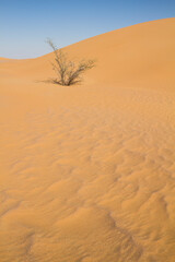 Lone tree in central desert of Oman