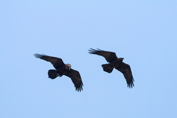Bruinnekraaf, Brown-necked Raven, Corvus ruficollis