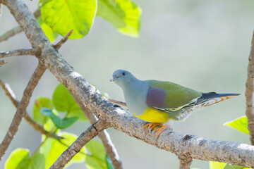 Fototapeta premium Bruce's Green Pigeon, Treron waalia