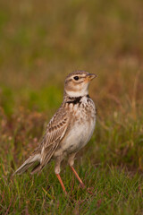 Kalanderleeuwerik, Calandra Lark, Melanocorypha calandra hebraica