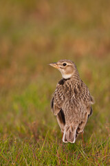 Kalanderleeuwerik, Calandra Lark, Melanocorypha calandra hebraica