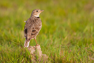 Kalanderleeuwerik, Calandra Lark, Melanocorypha calandra hebraica