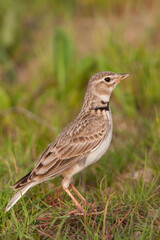 Kalanderleeuwerik, Calandra Lark, Melanocorypha calandra hebraica