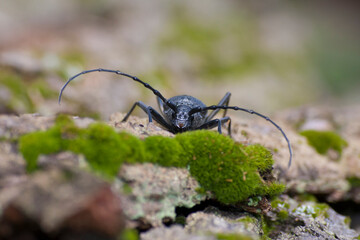 Heldenbok, Great Capricorn Beetle, Cerambyx cerdo