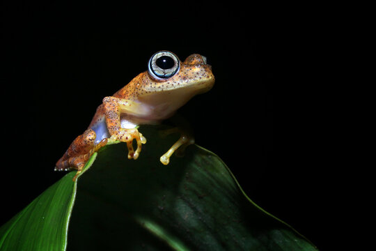frog