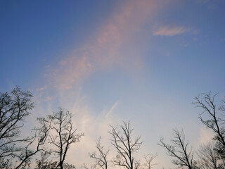 high resolution replacement background - blue hour sky with trees