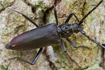 Heldenbok, Great Capricorn Beetle, Cerambyx cerdo