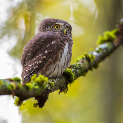 Sperlingskauz (Glaucidium passerinum)