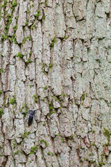 Heldenbok, Great Capricorn Beetle, Cerambyx cerdo