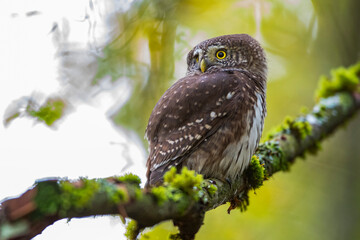 Sperlingskauz (Glaucidium passerinum)