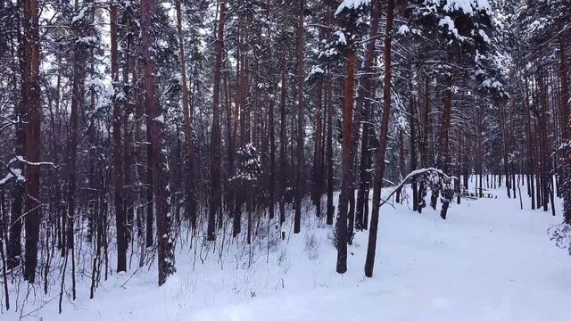 slow movement, aerial drone flight view through snowy winter pine forest, coniferous tree branches and trunks covered with snow, during sunset in park, Samara, Russia, selective focus