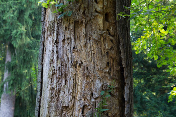 Great Capricorn Beetle (Cerambyx cerdo) tree with drilling holes
