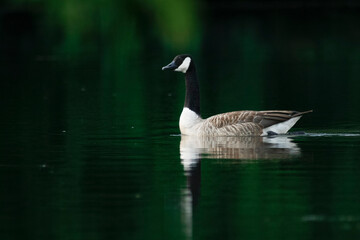 Grote Canadese Gans, Greater Canada Goose, Branta canadensis canadensis