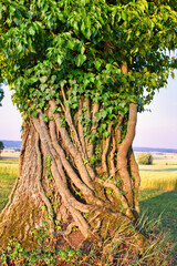 Stamm einer alten Eiche mit Efeu eingewachsen