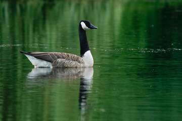 Grote Canadese Gans, Greater Canada Goose, Branta canadensis canadensis