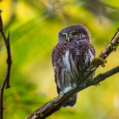 Sperlingskauz (Glaucidium passerinum)