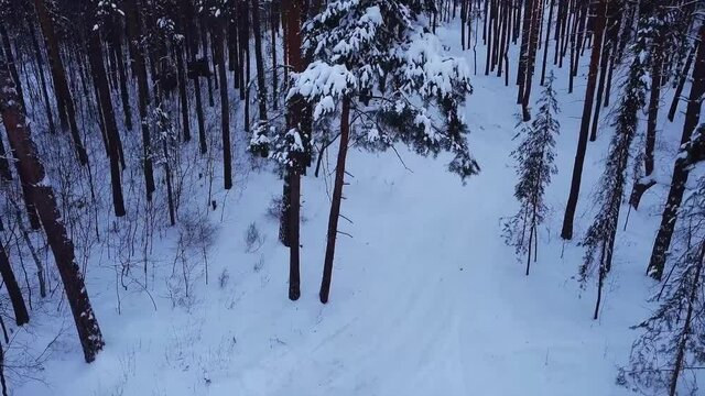 slow movement, aerial drone flight view through snowy winter pine forest, coniferous tree branches and trunks covered with snow, during sunset in park, Samara, Russia, selective focus