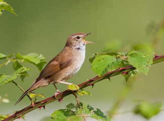 Cetti's Zanger, Cetti's Warbler, Cettia cetti cetti