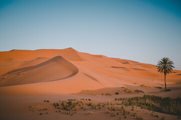 Fototapeta na wymiar sand dunes in the desert