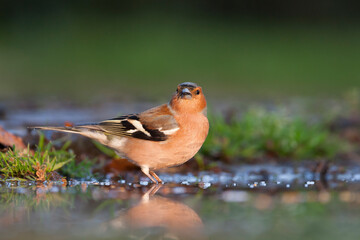 Vink, Common Chaffinch, Fringilla coelebs coelebs