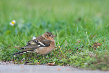 Vink, Common Chaffinch, Fringilla coelebs coelebs