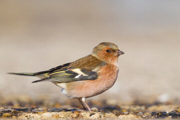 Vink, Common Chaffinch, Fringilla coelebs coelebs
