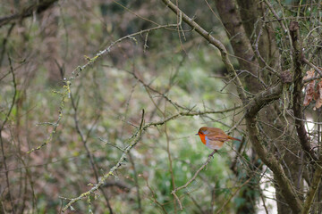 Cute robin on a branch