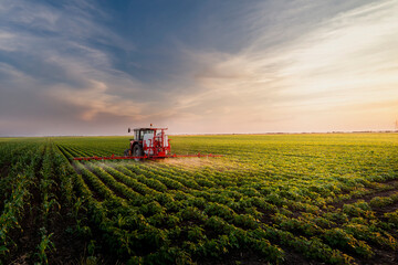 Tractor spraying soy field in sunset. - obrazy, fototapety, plakaty