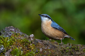 Kleiber (Sitta europaea)