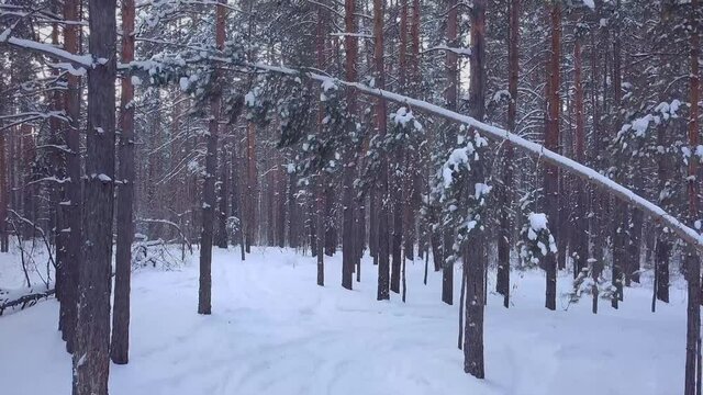 slow movement, aerial drone flight view through snowy winter pine forest, coniferous tree branches and trunks covered with snow, during sunset in park, Samara, Russia, selective focus