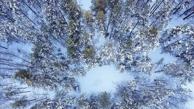 slow movement, aerial drone flight view through snowy winter pine forest, coniferous tree branches and trunks covered with snow, during sunset in park, Samara, Russia, selective focus