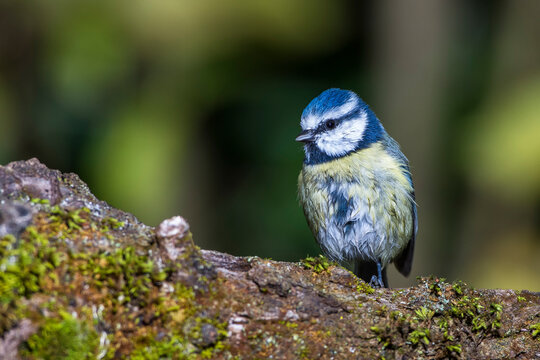 Blaumeise (Cyanistes caeruleus)  beim Landeanflug