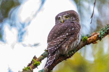 Sperlingskauz (Glaucidium passerinum)