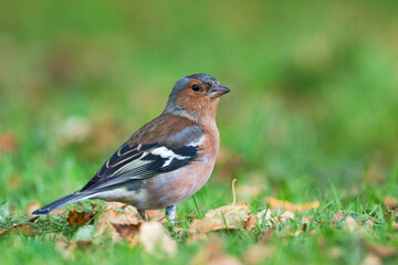 Chaffinch, Vink, Fringilla coelebs ssp. gengleri