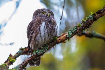 Sperlingskauz (Glaucidium passerinum)