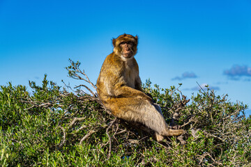 Wild macaque or Gibraltar monkey, attraction of the British overseas territory.
