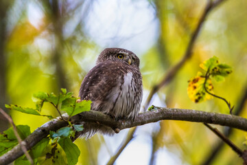 Sperlingskauz (Glaucidium passerinum)