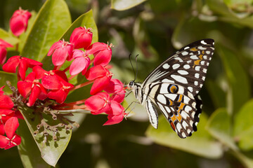 Fototapeta na wymiar Chequered Swallowtail, Papilio demoleus