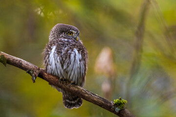 Sperlingskauz (Glaucidium passerinum)