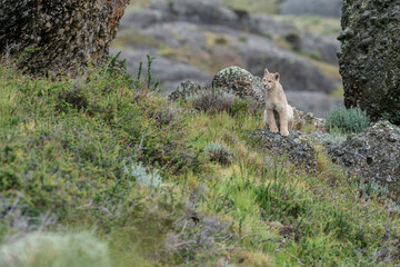 The cougar (Puma concolor)