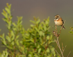 Grijskopgors, Chestnut-eared Bunting, Emberiza fucata