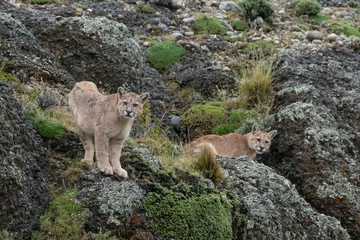 Fotobehang The cougar (Puma concolor) © Johannes Jensås
