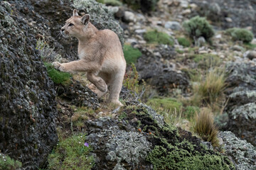 The cougar (Puma concolor)