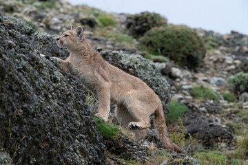 The cougar (Puma concolor)
