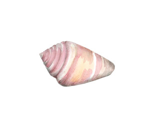 Watercolor pale pink seashell isolated on a white background. Shell in profile in soft pastel colors. Hand-drawn illustration