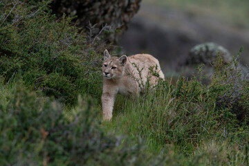 The cougar (Puma concolor)